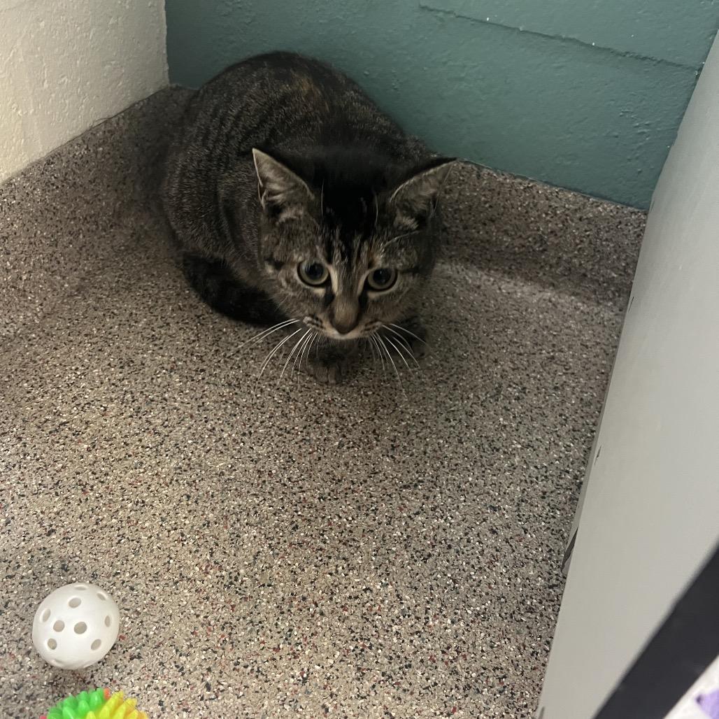 Enlarge Hemi, a Adoptable mixed breed in Sarasota, FL image 2/3