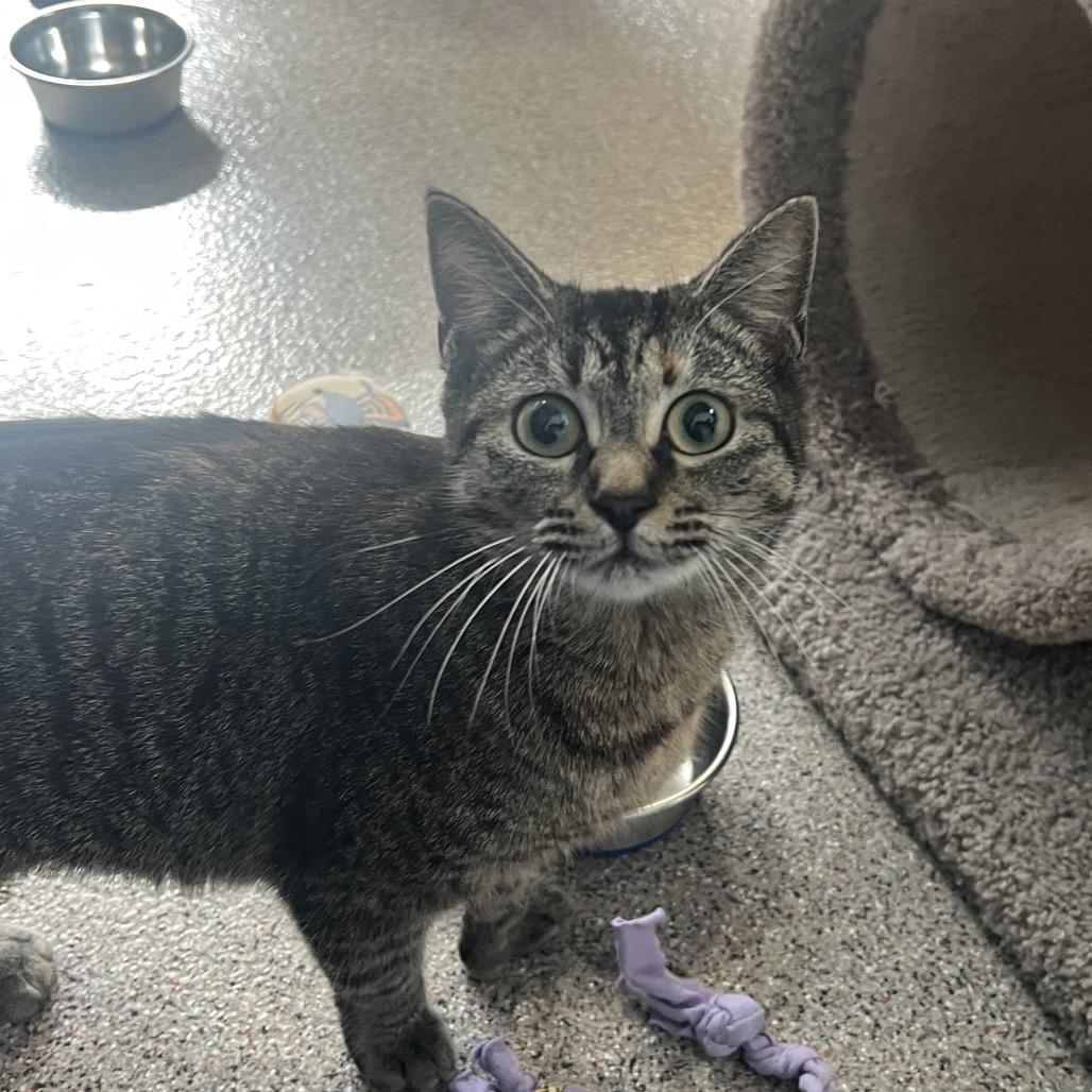 Enlarge Hemi, a Adoptable mixed breed in Sarasota, FL image 3/3