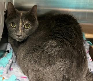 Cassie & Sophia, ADOPTABLE, Senior Female Calico.