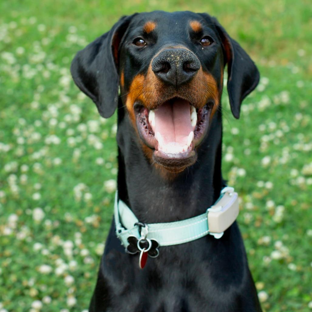 Prince, a Adoptable Doberman Pinscher in Wichita, KS image 1/6