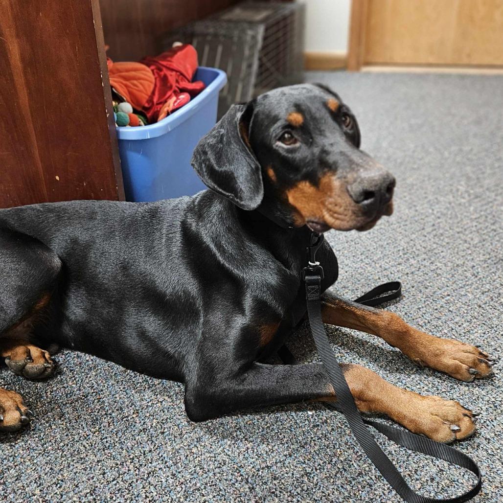 Enlarge Prince, a Adoptable Doberman Pinscher in Wichita, KS image 1/6
