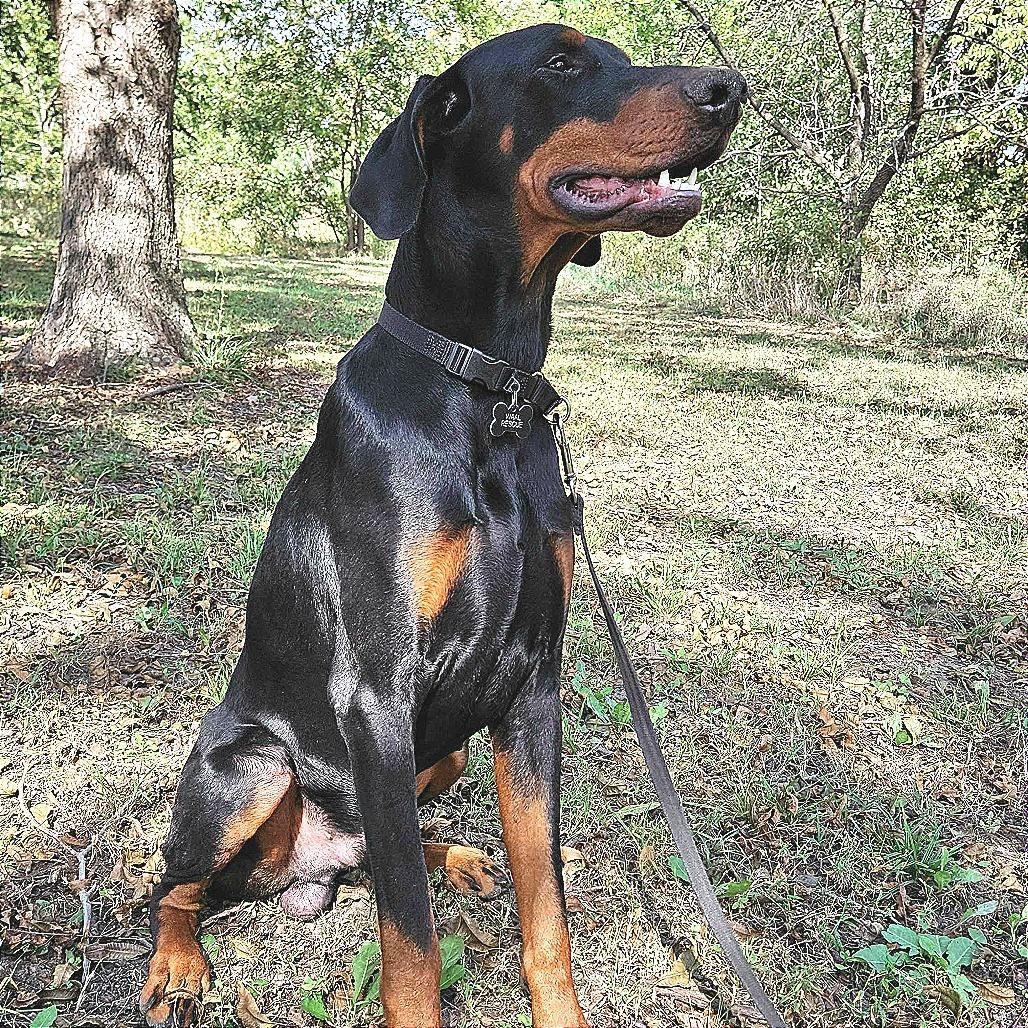 Enlarge Prince, a Adoptable Doberman Pinscher in Wichita, KS image 2/6