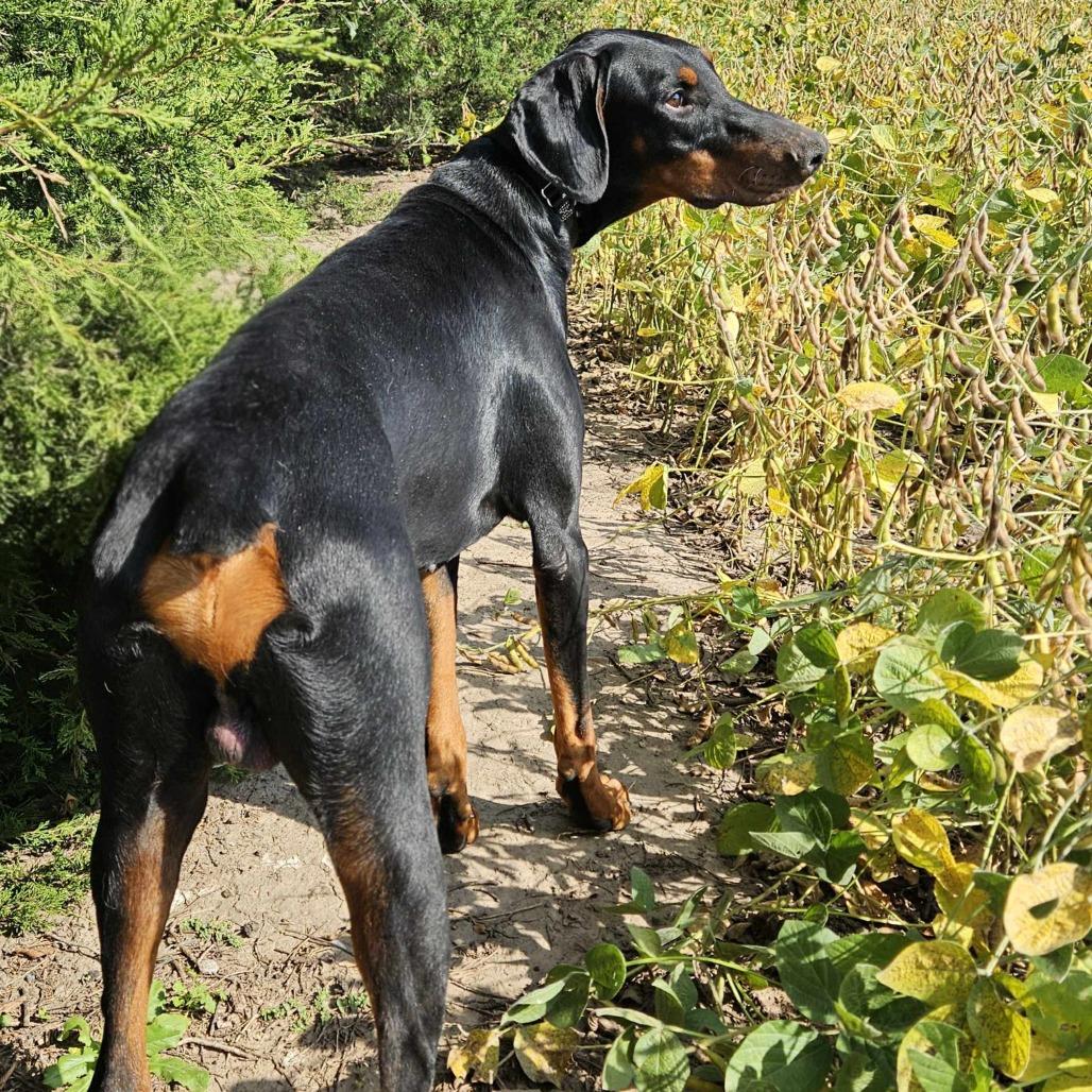 Enlarge Prince, a Adoptable Doberman Pinscher in Wichita, KS image 3/6
