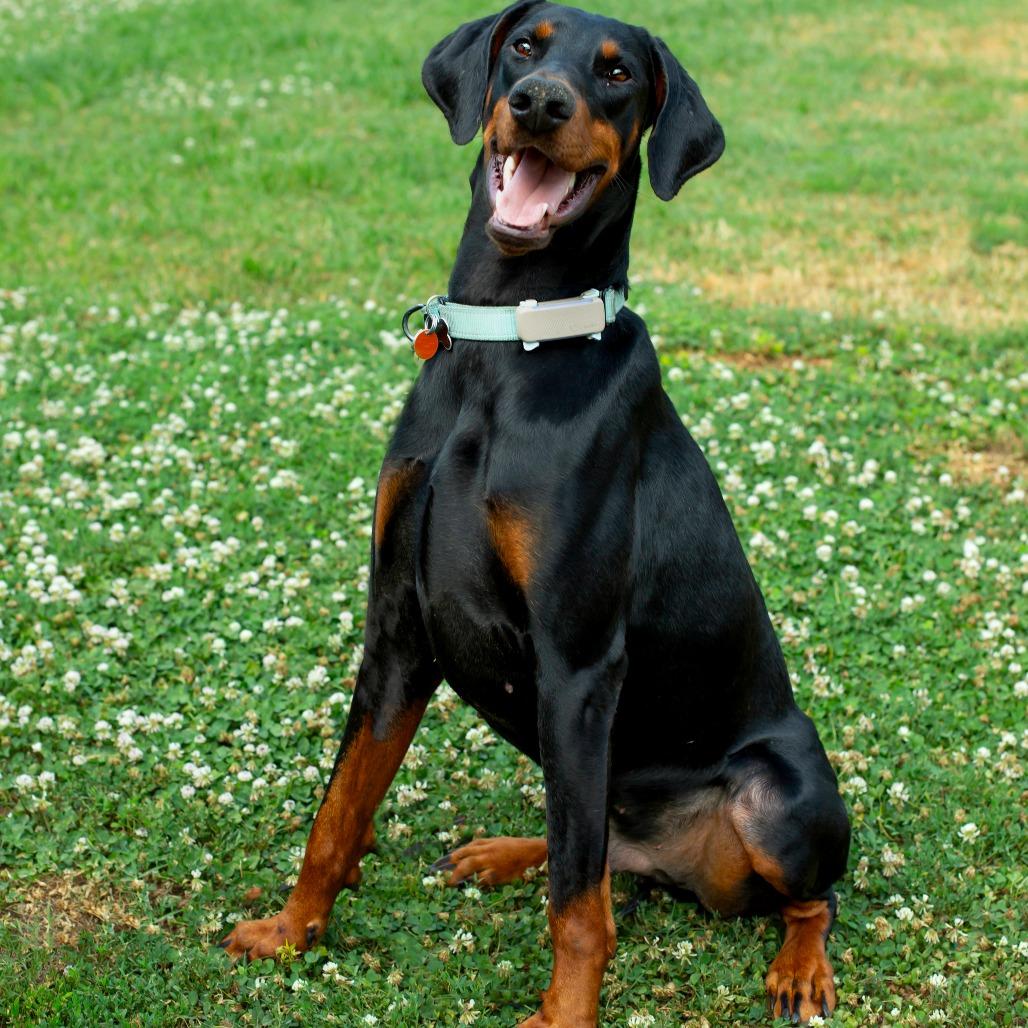 Prince, a Adoptable Doberman Pinscher in Wichita, KS image 2/6