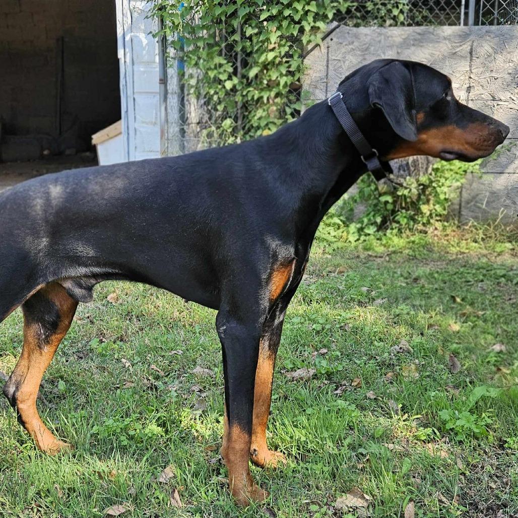 Enlarge Prince, a Adoptable Doberman Pinscher in Wichita, KS image 4/6