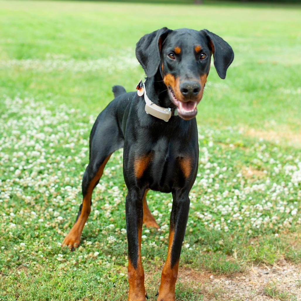 Prince, a Adoptable Doberman Pinscher in Wichita, KS image 3/6