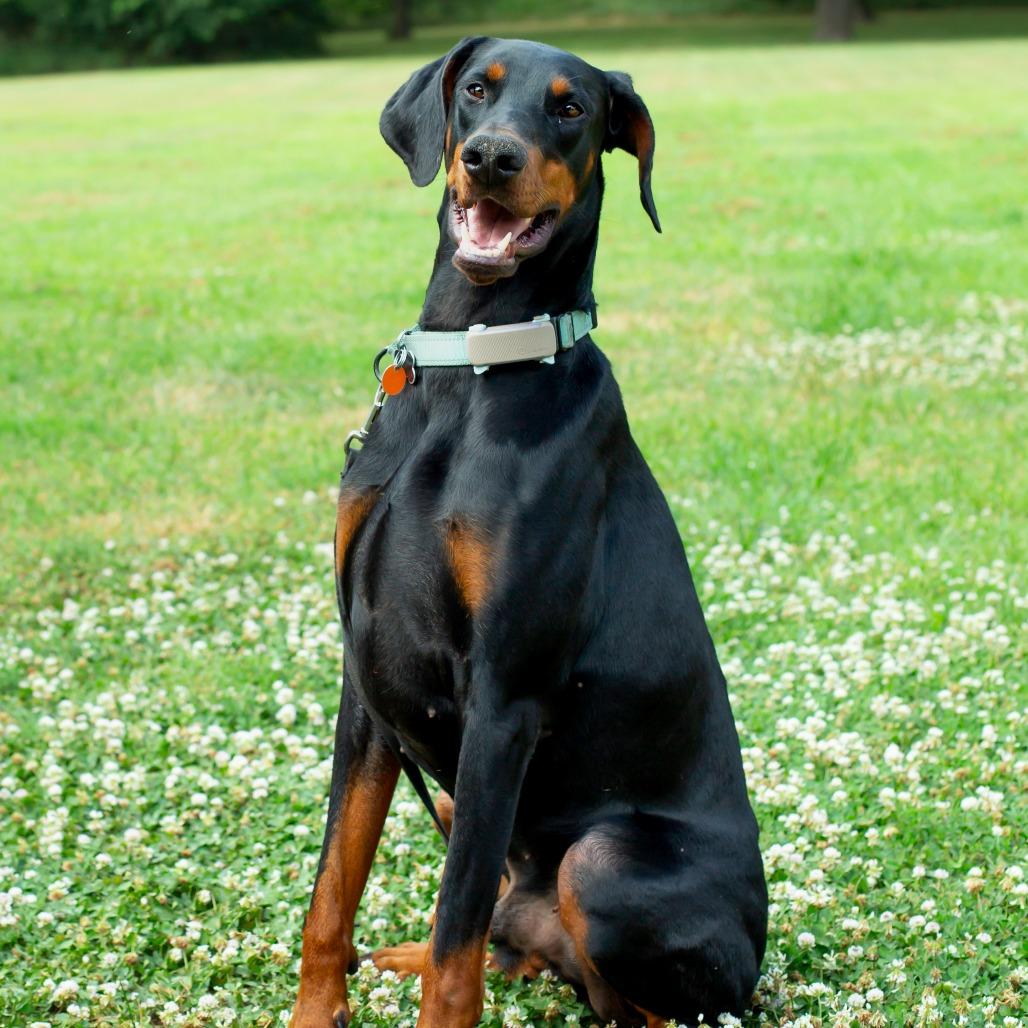 Prince, a Adoptable Doberman Pinscher in Wichita, KS image 4/6