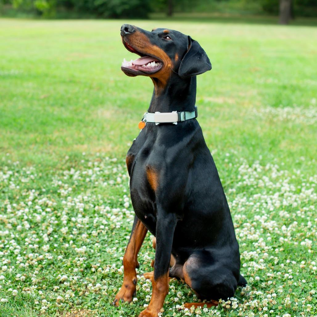 Prince, a Adoptable Doberman Pinscher in Wichita, KS image 5/6