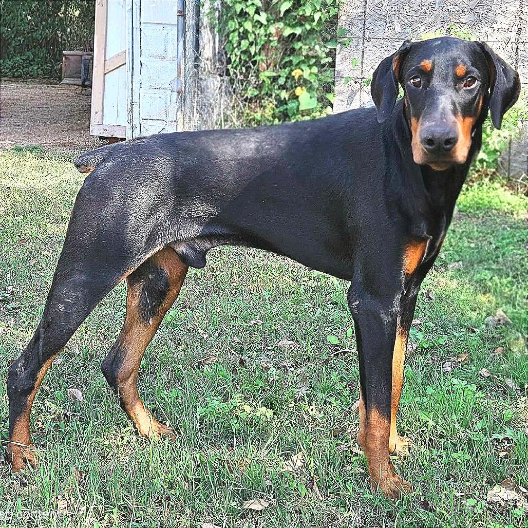 Enlarge Prince, a Adoptable Doberman Pinscher in Wichita, KS image 5/6