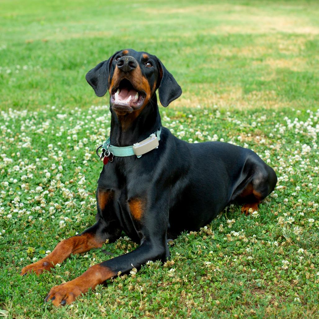 Prince, a Adoptable Doberman Pinscher in Wichita, KS image 6/6