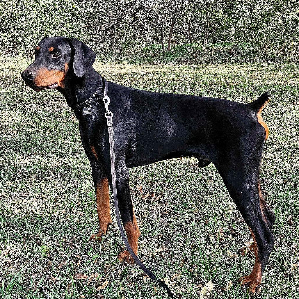 Enlarge Prince, a Adoptable Doberman Pinscher in Wichita, KS image 6/6