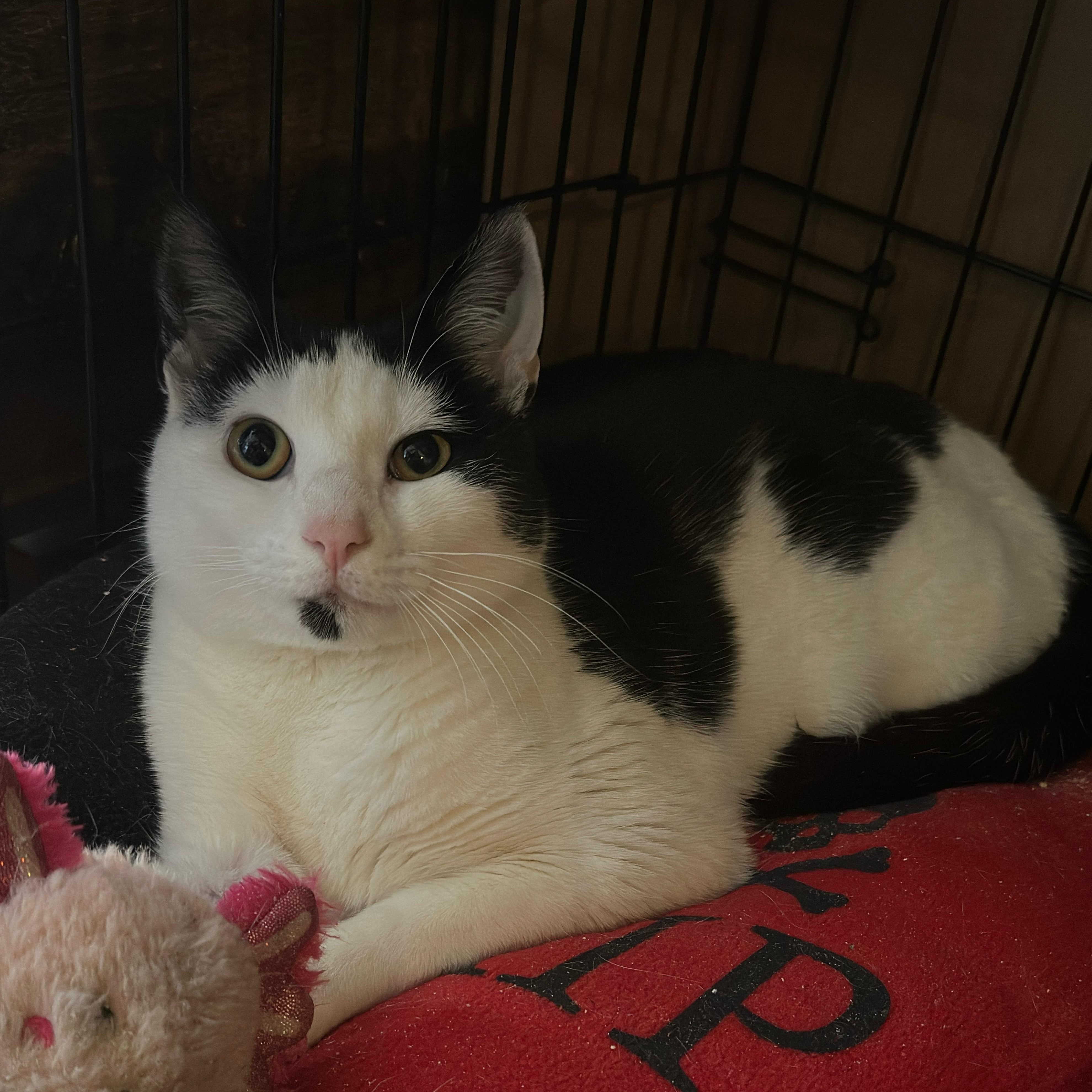 Enlarge Carl , a ADOPTABLE Domestic Short Hair in Clifton, NJ image 6/6