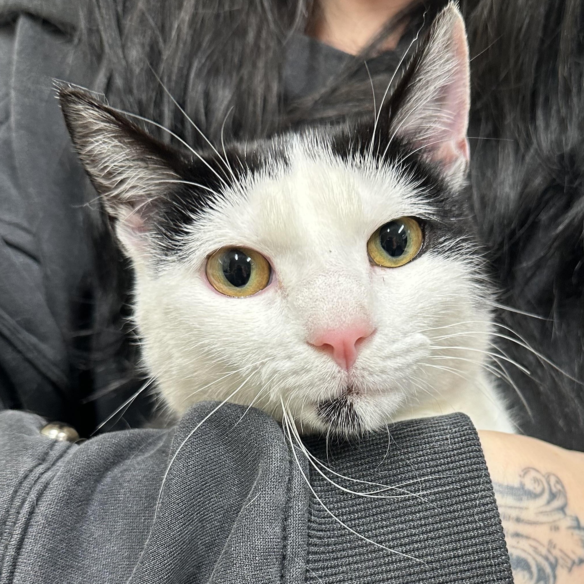 Enlarge Carl , a ADOPTABLE Domestic Short Hair in Clifton, NJ image 4/6