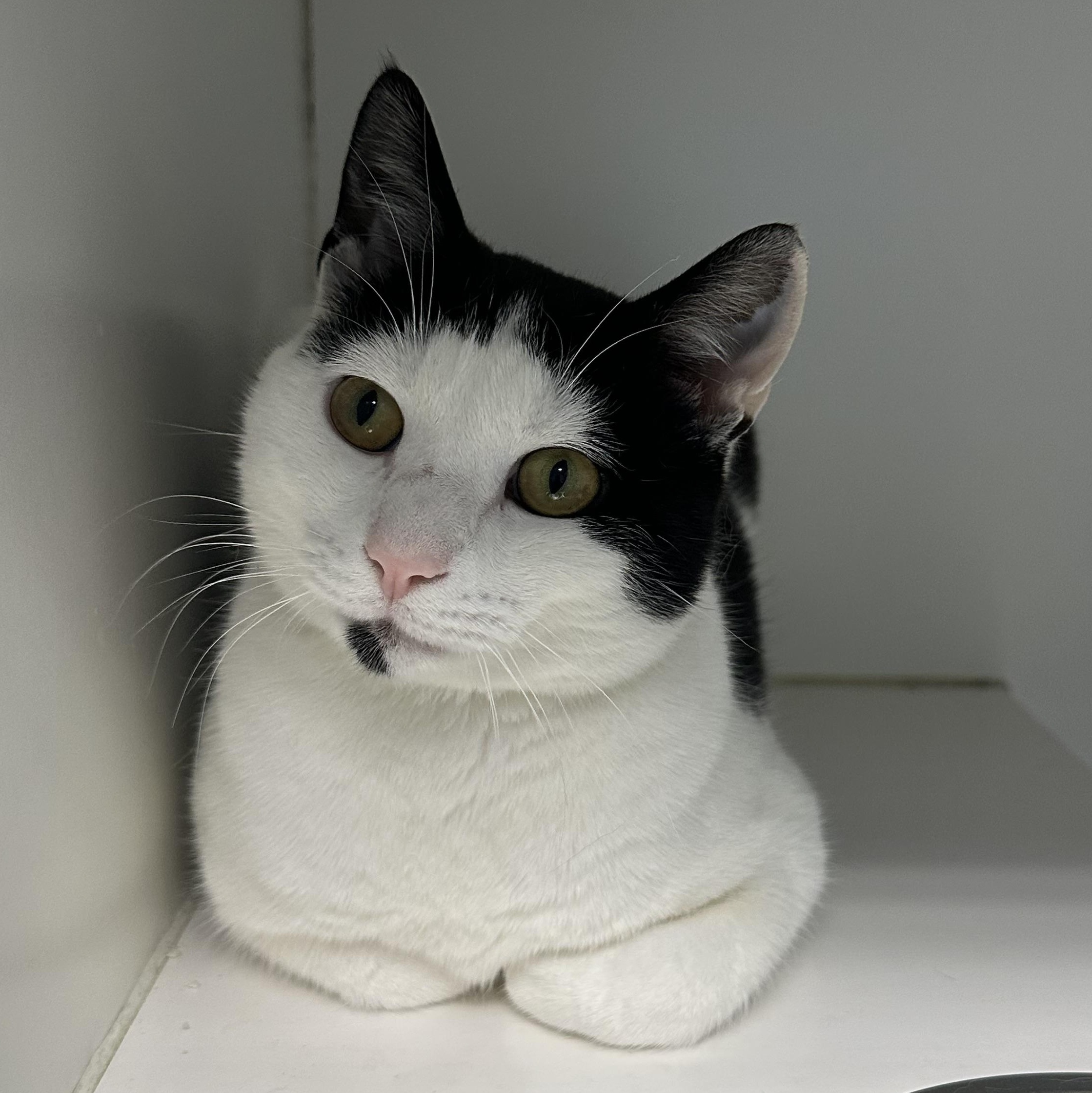 Enlarge Carl A Lapcat!, a ADOPTABLE Domestic Short Hair in Clifton, NJ image 1/6