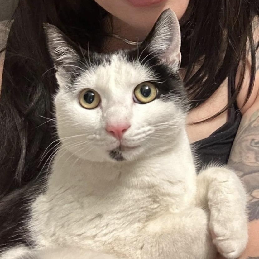 Enlarge Carl , a ADOPTABLE Domestic Short Hair in Clifton, NJ image 5/6