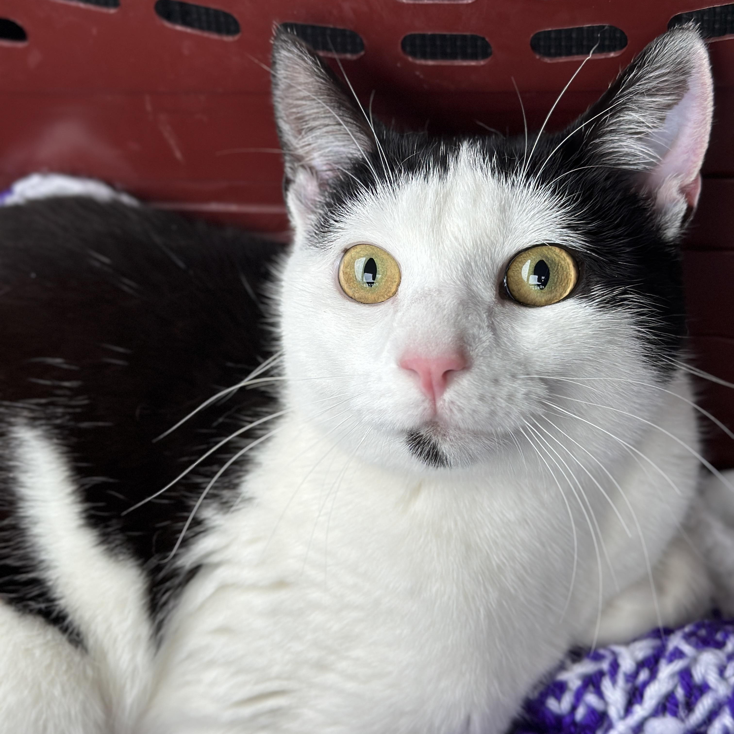 Enlarge Carl , a ADOPTABLE Domestic Short Hair in Clifton, NJ image 3/6