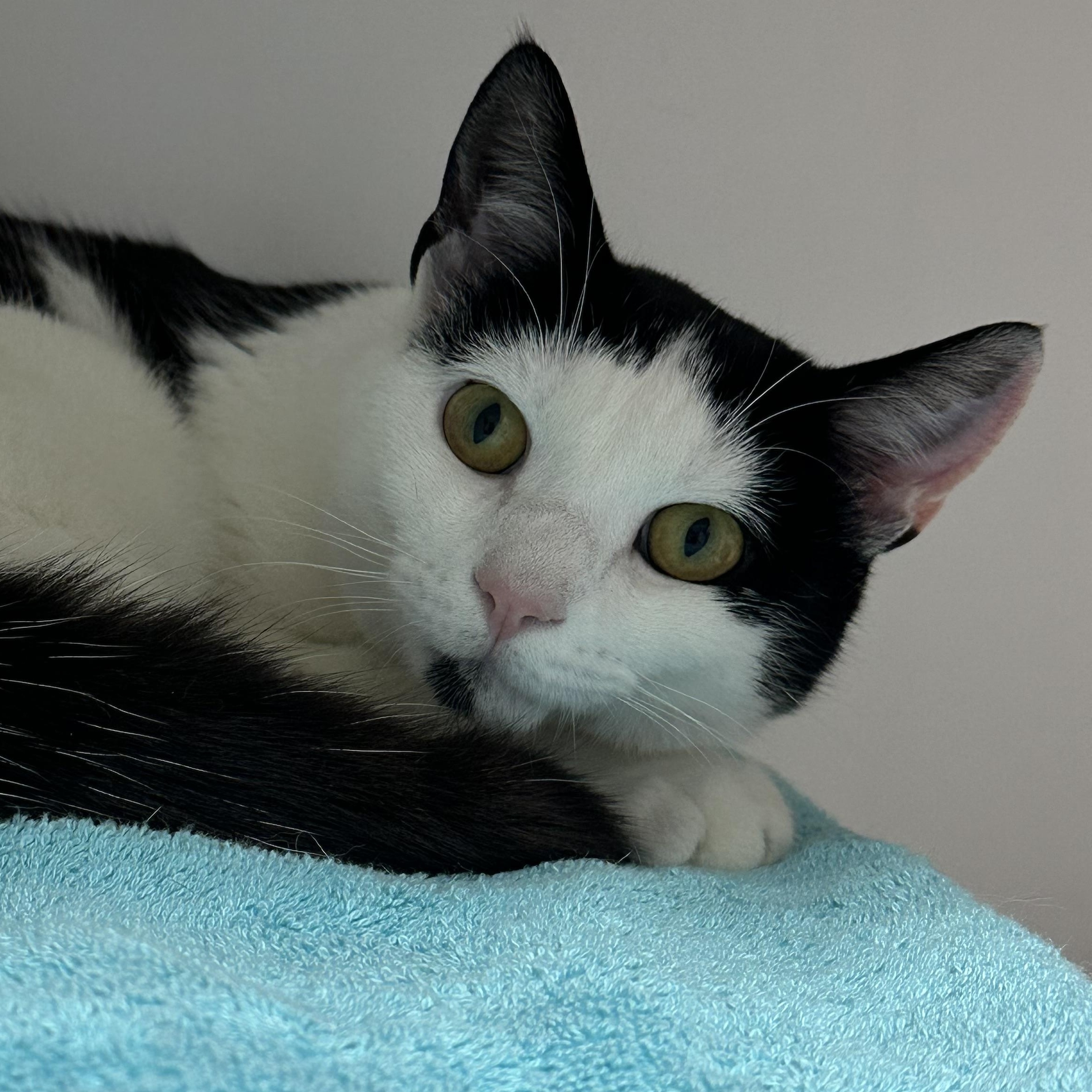 Enlarge Carl , a ADOPTABLE Domestic Short Hair in Clifton, NJ image 2/6