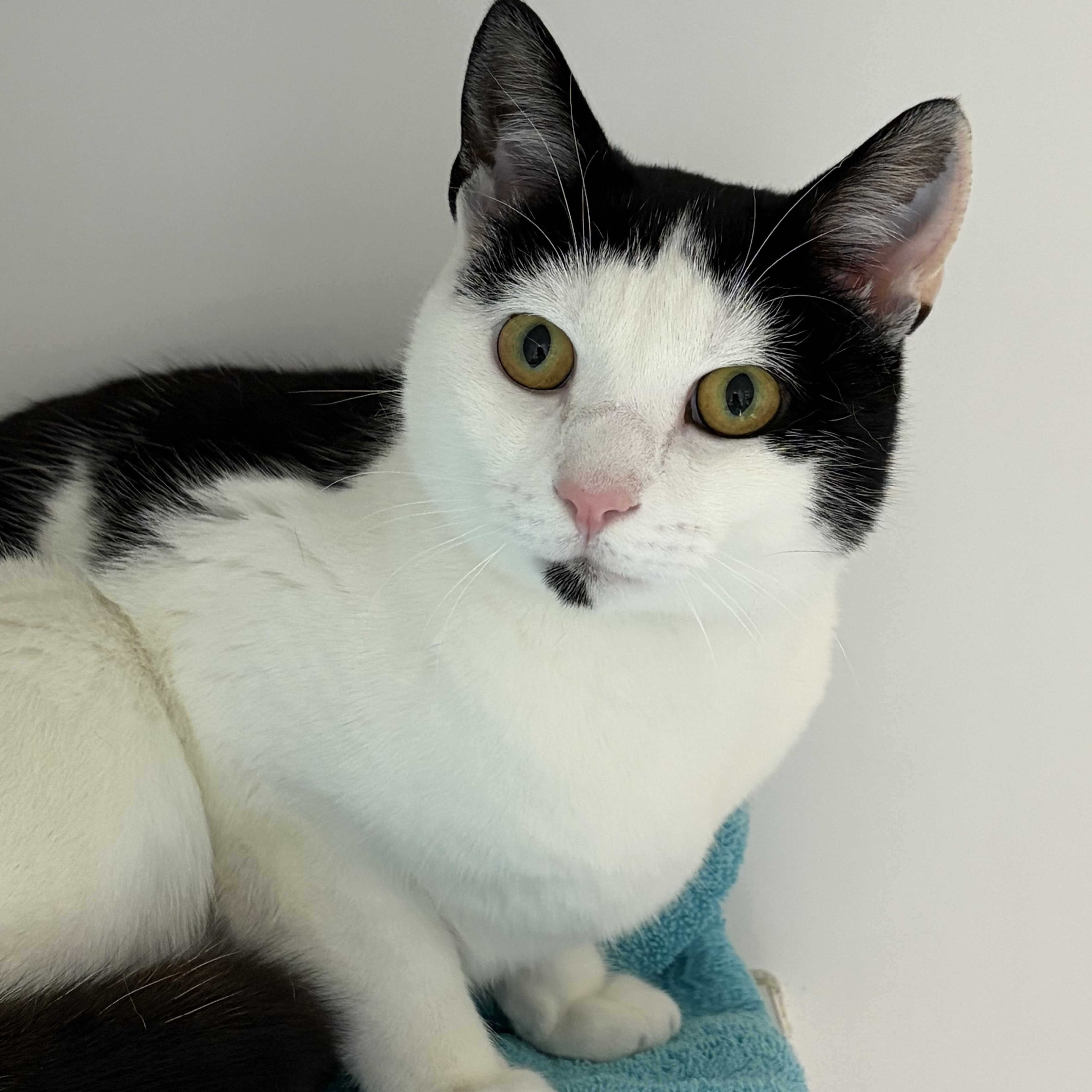 Enlarge Carl , a ADOPTABLE Domestic Short Hair in Clifton, NJ image 1/6