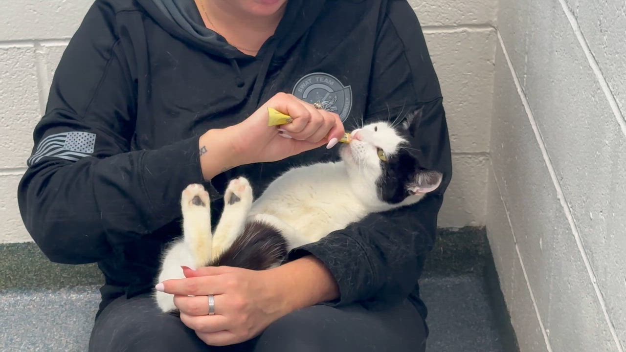 Enlarge Carl A Lapcat!, a ADOPTABLE Domestic Short Hair in Clifton, NJ video 6/6
