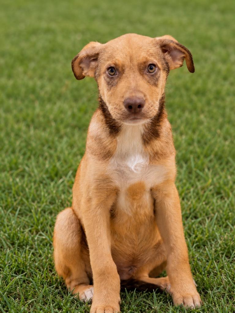 Luke, Adoptable, Puppy Male Border Collie & Shepherd.
