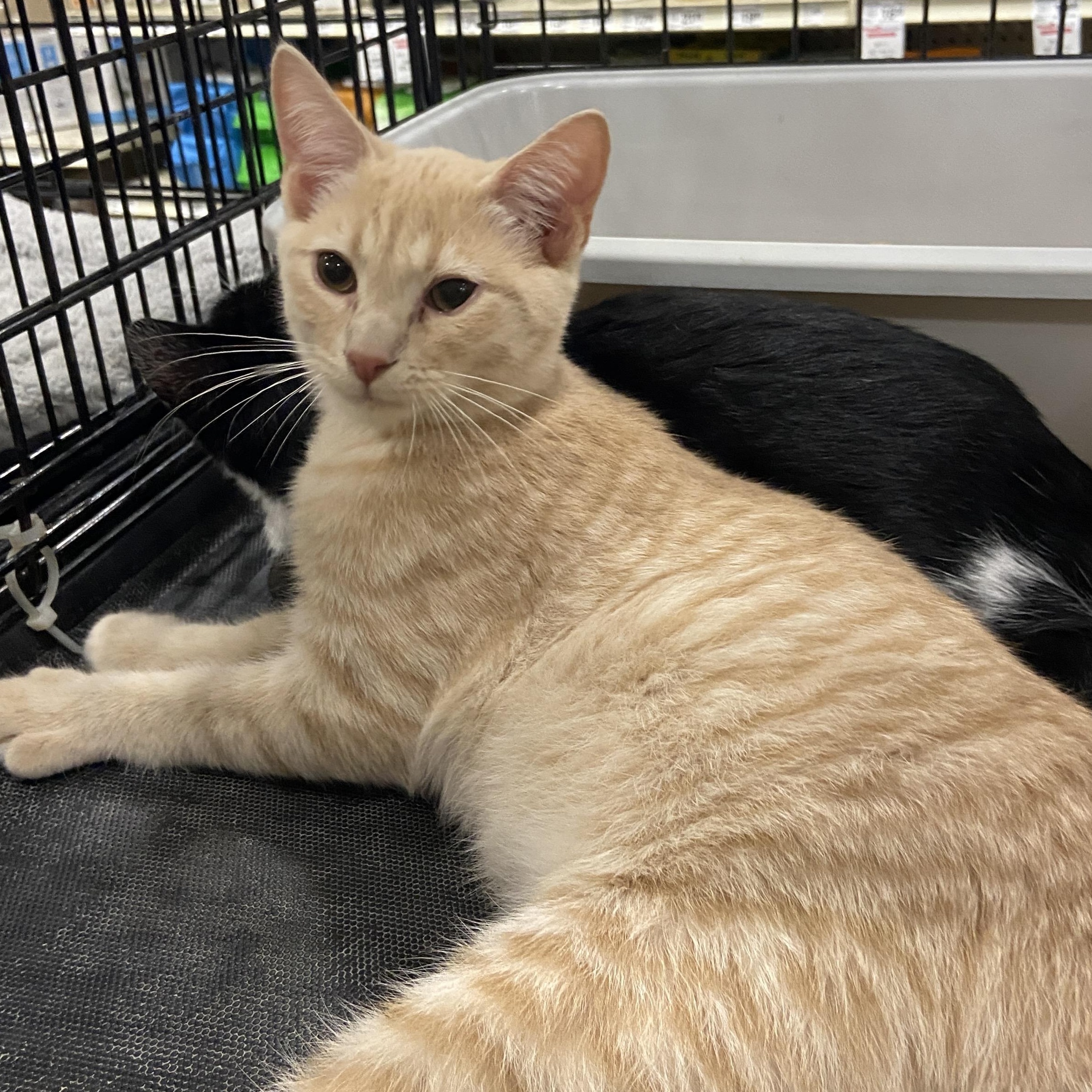 Apple, Adoptable, Kitten Male Domestic Short Hair.