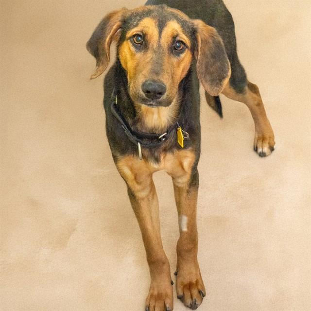 Enlarge MOCKINGBIRD, a Adoptable mixed breed in Saint Louis, MO image 1/1