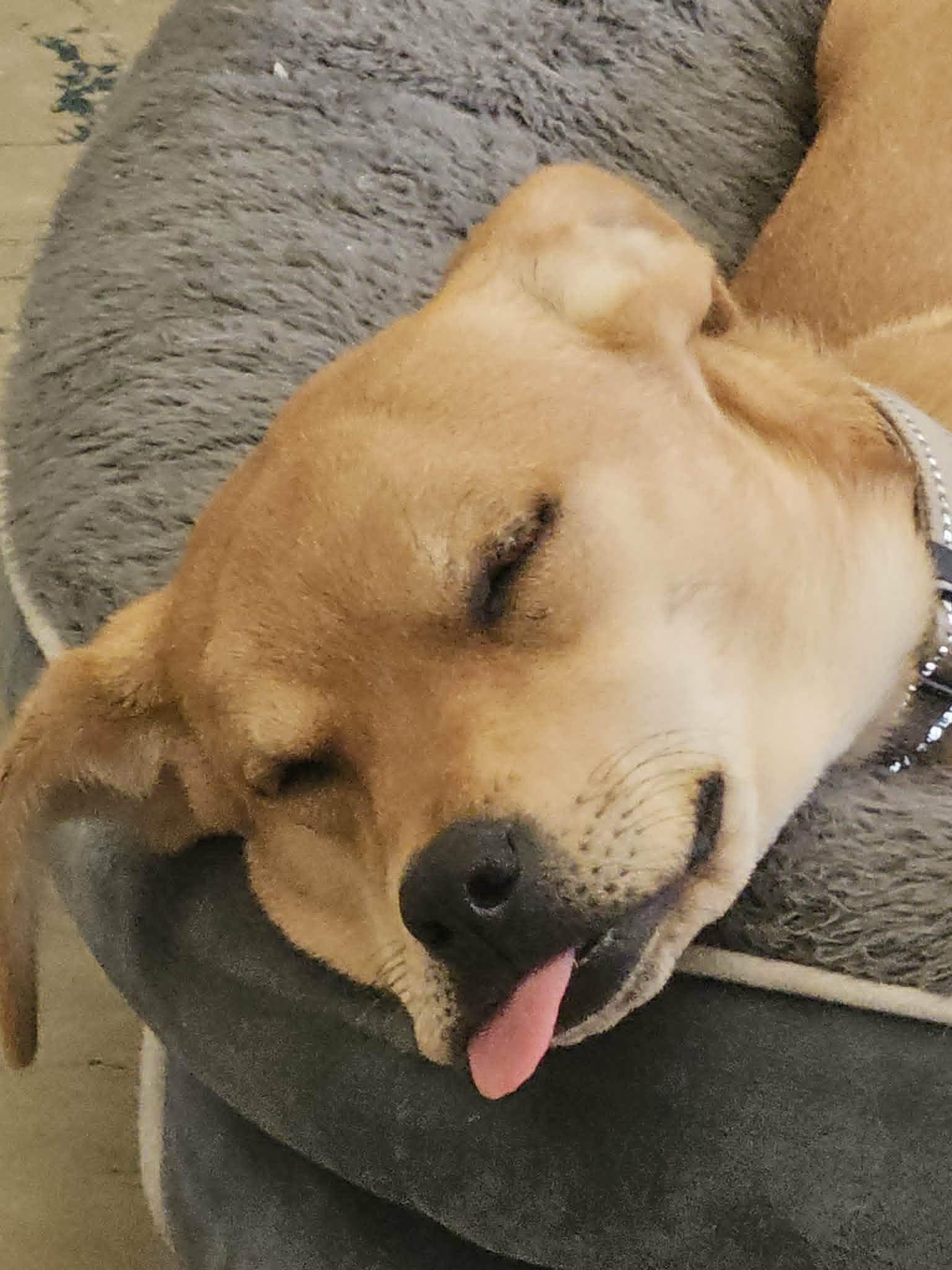 SCRAPPY DOO  $425, ADOPTABLE, Young Female Labrador Retriever.