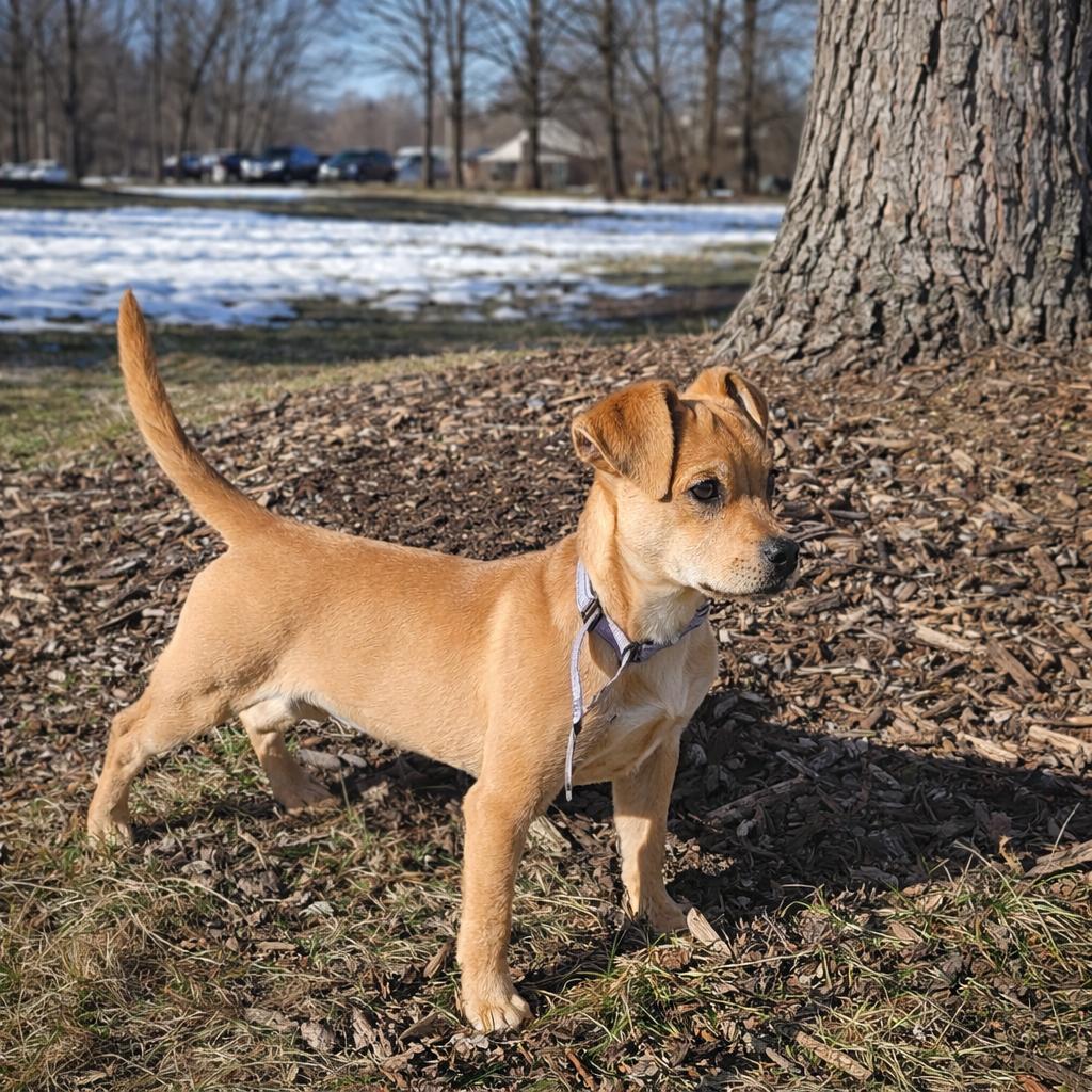 Enlarge SCRAPPY DOO  $425, a ADOPTABLE mixed breed in Milwaukee, WI image 4/6