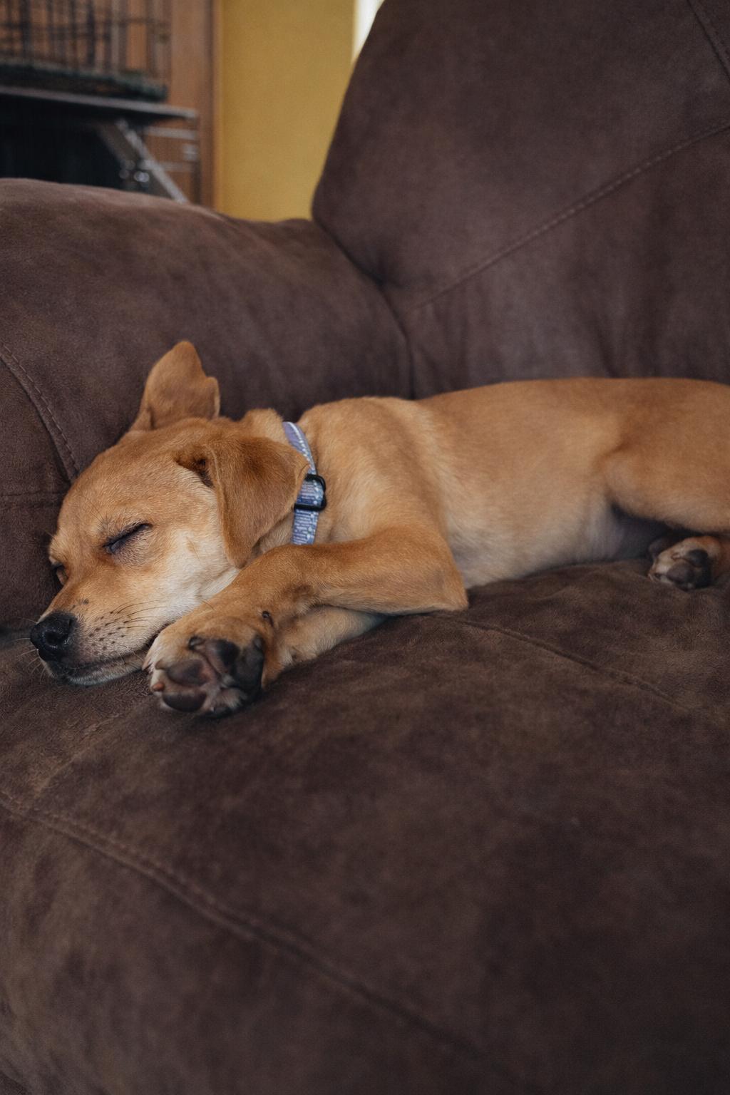 Enlarge SCRAPPY DOO  $425, a ADOPTABLE mixed breed in Milwaukee, WI image 2/6