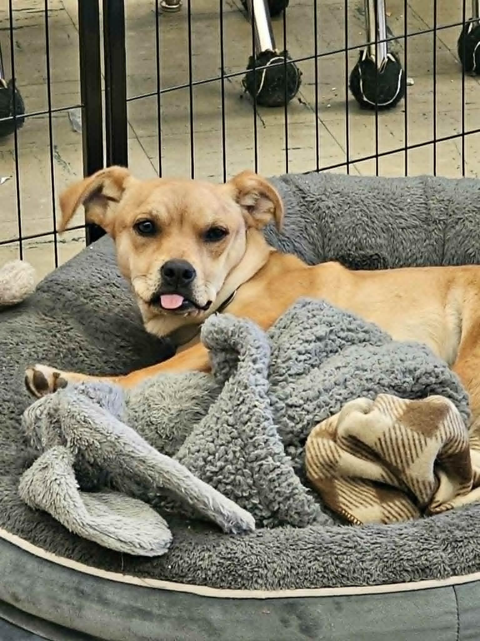 Enlarge SCRAPPY DOO  $425, a ADOPTABLE mixed breed in Milwaukee, WI image 6/6