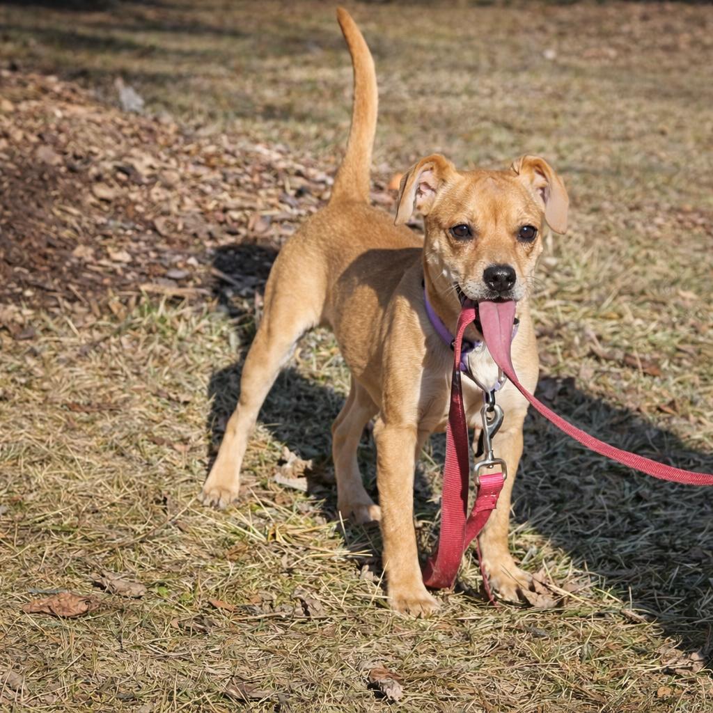 Enlarge SCRAPPY DOO  $425, a ADOPTABLE mixed breed in Milwaukee, WI image 3/6