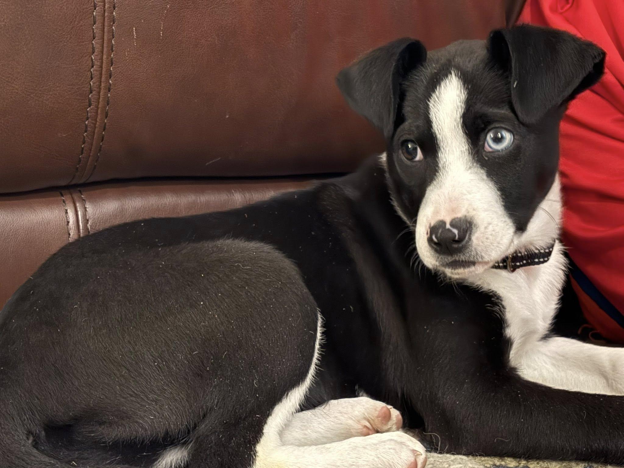 Rue, ADOPTABLE, Young Female Collie.