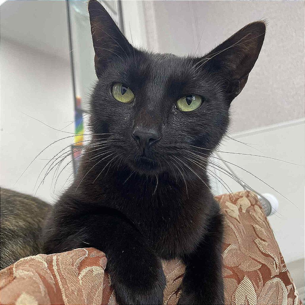 Wren, Adoptable, Adult Female Domestic Short Hair.