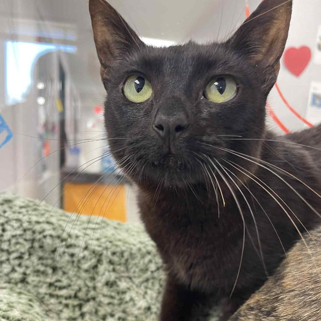 Wren, a Adoptable Domestic Short Hair in St. Helena, CA image 2/6