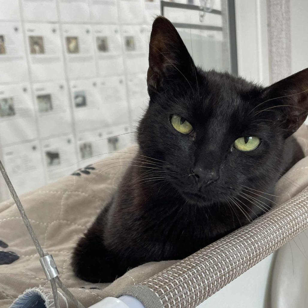 Wren, a Adoptable Domestic Short Hair in St. Helena, CA image 3/6