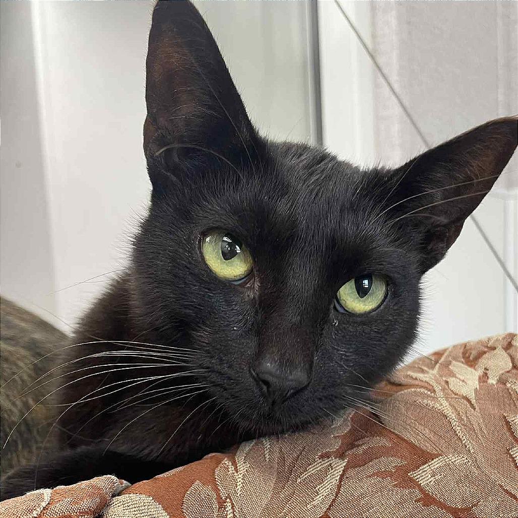 Wren, a Adoptable Domestic Short Hair in St. Helena, CA image 4/6
