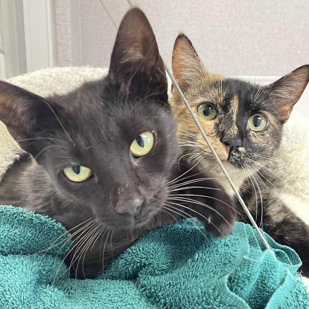 Wren, a Adoptable Domestic Short Hair in St. Helena, CA image 5/6