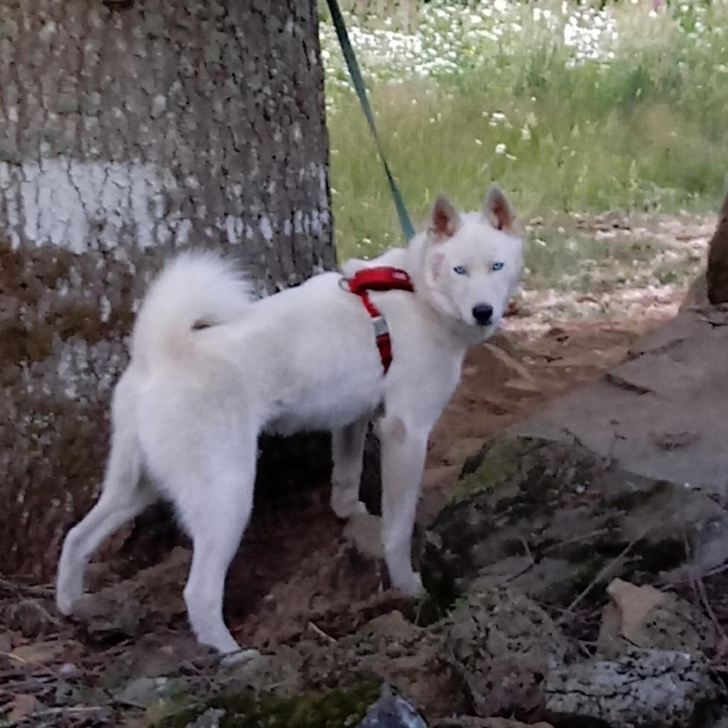 Lash, a Adoptable Siberian Husky in Washougal, WA image 1/2