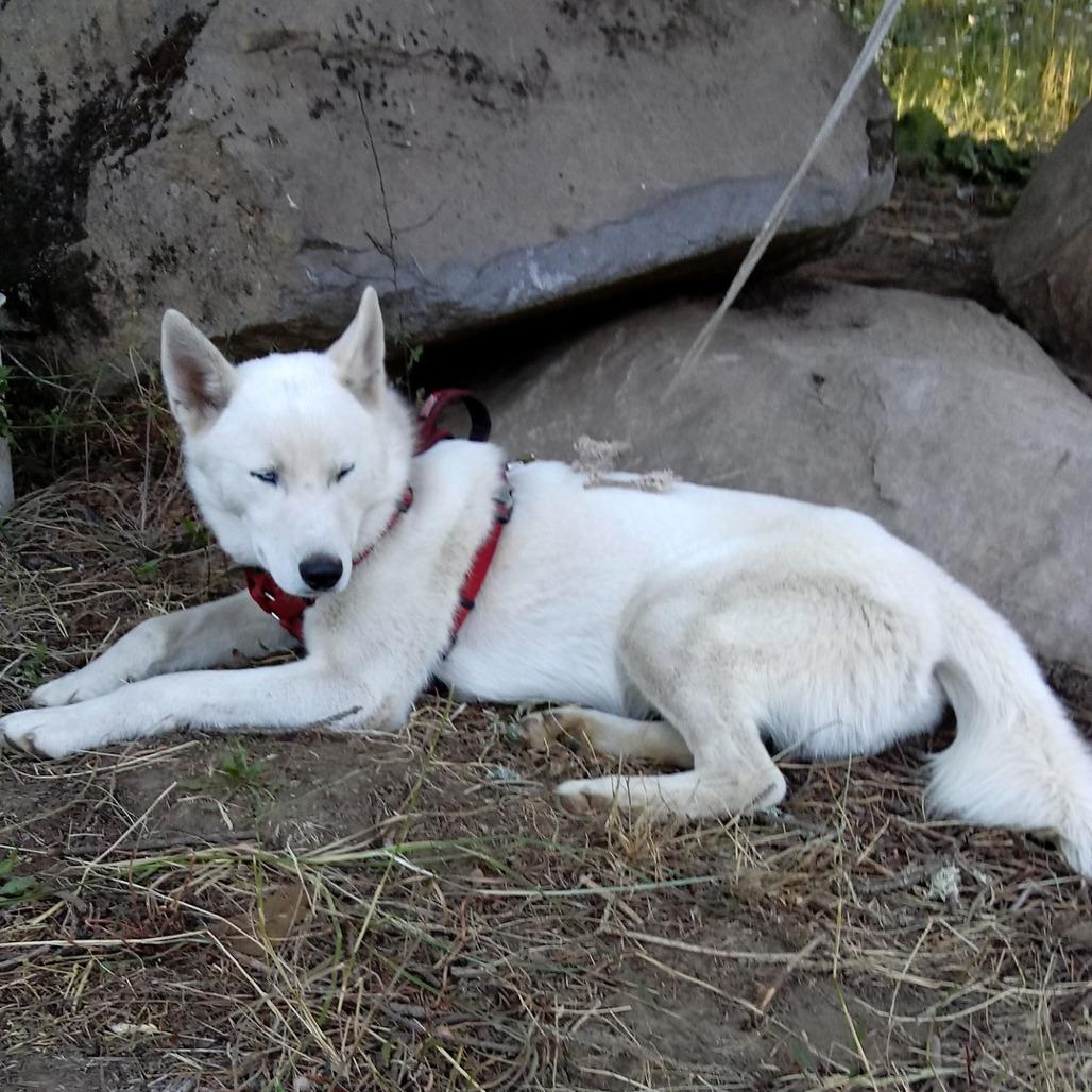 Lash, a Adoptable Siberian Husky in Washougal, WA image 2/2