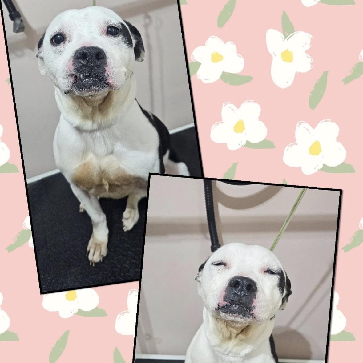 Enlarge Lucy, an adoptable mixed breed in Coldwater, MI image 1/1