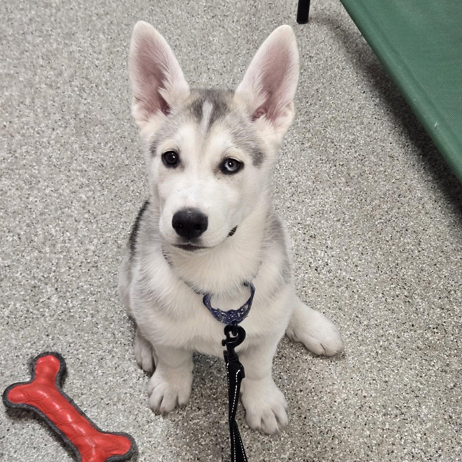 Enlarge Tundra, an adopted mixed breed in Whitehall, PA image 2/2