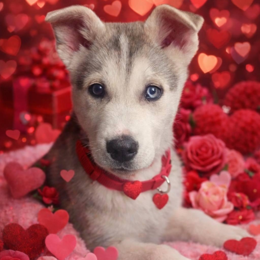 Tundra, adopted, Puppy Male White German Shepherd & Siberian Husky.