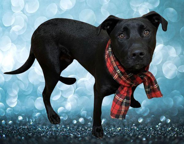 Enlarge Ducky, a Adoptable mixed breed in Salem, OR image 1/1