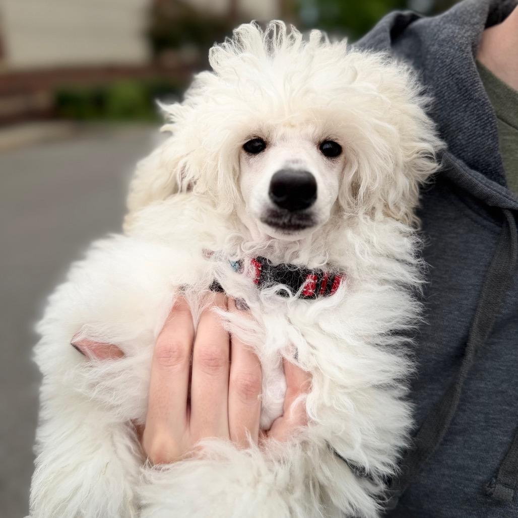 Christopher, Adoptable, Puppy Male Poodle (Toy).