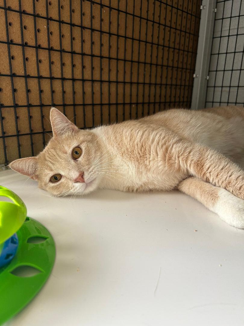 Charlie, ADOPTABLE, Young Male Domestic Medium Hair.