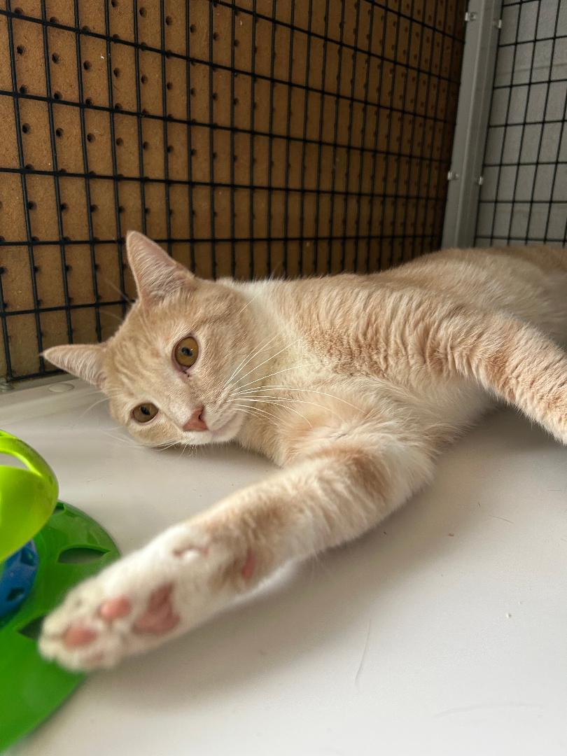 Charlie, a ADOPTABLE Domestic Medium Hair in Bryson City, NC image 3/3