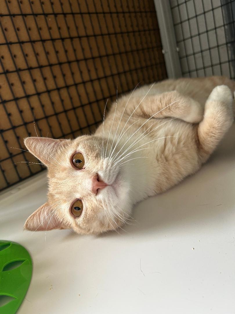 Charlie, a ADOPTABLE Domestic Medium Hair in Bryson City, NC image 2/3