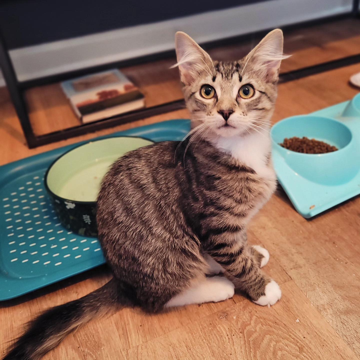 Gilly & Kermit, a Adoptable Domestic Medium Hair in Whitestown, IN image 3/6