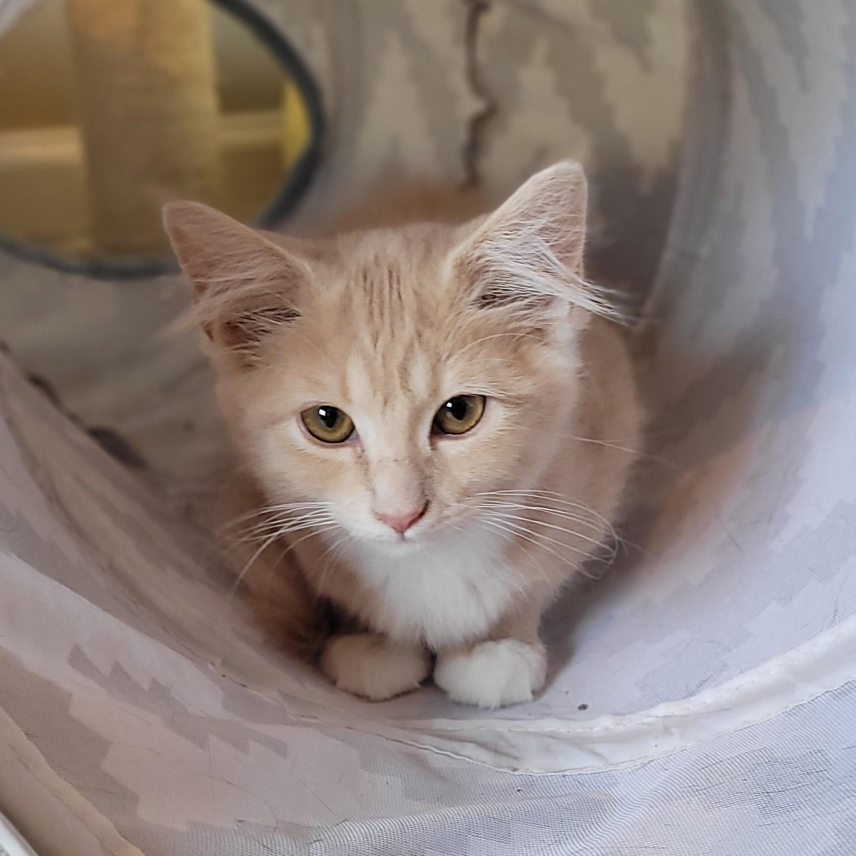 Gilly & Kermit, a Adoptable Domestic Medium Hair in Whitestown, IN image 4/6