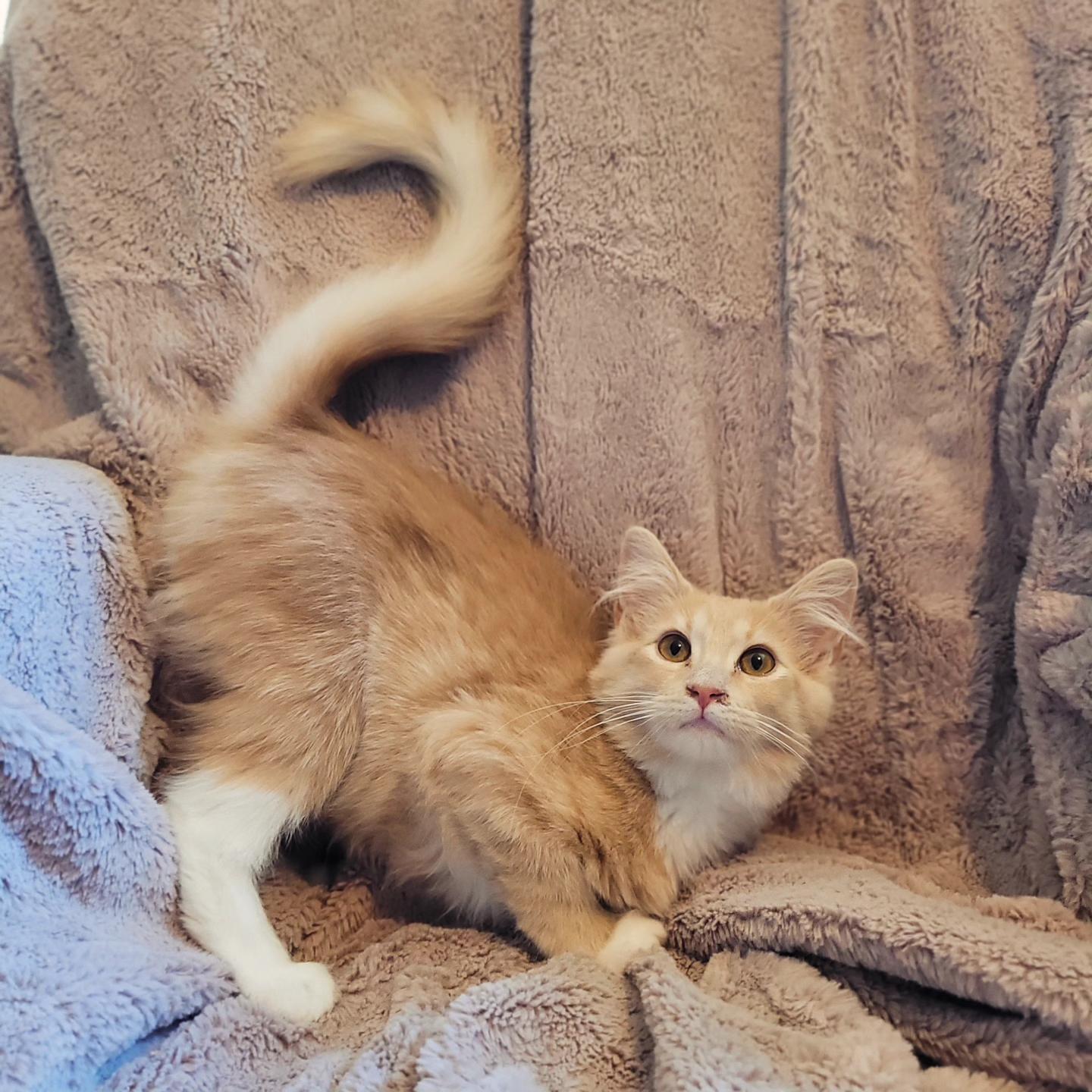 Gilly & Kermit, Adoptable, Young Male Domestic Medium Hair.